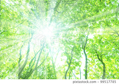 Sunlight through the fresh green 99517785