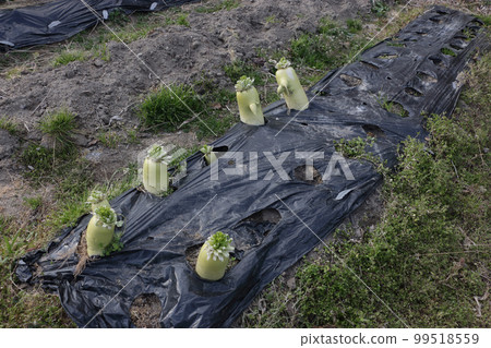 Preserving radish, cutting leaves 99518559