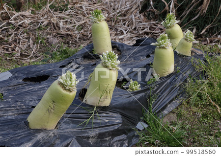 Preserving radish, cutting leaves Preserving radish, cutting leaves 99518560