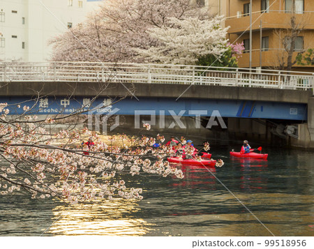Hanami by Kayak 99518956
