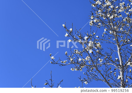 A landscape where the blue sky and white magnolia flowers match 99519256