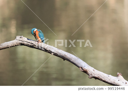 Kingfisher by the pond Kingfisher by the pond 99519446