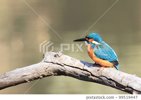 Kingfisher by the pond Kingfisher by the pond 99519447