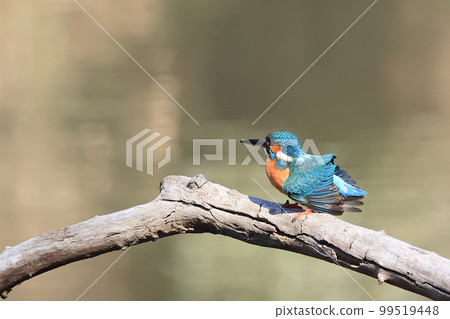 Kingfisher by the pond Kingfisher by the pond 99519448