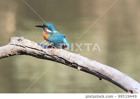 Kingfisher by the pond Kingfisher by the pond 99519449