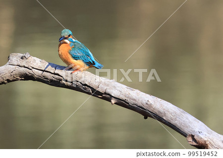 Kingfisher by the pond 99519452