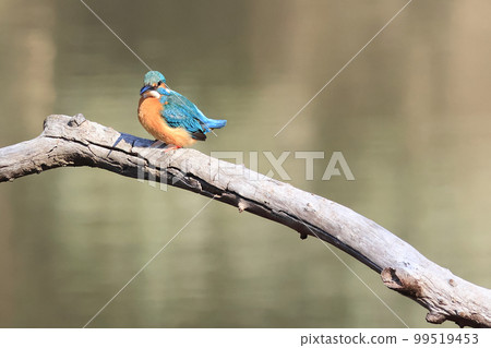 Kingfisher by the pond Kingfisher by the pond 99519453