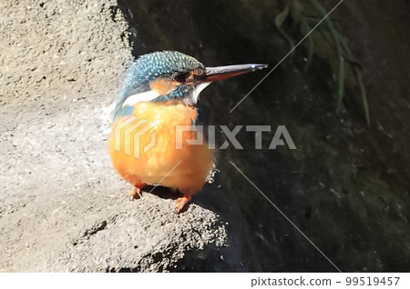 Kingfisher by the pond Kingfisher by the pond 99519457