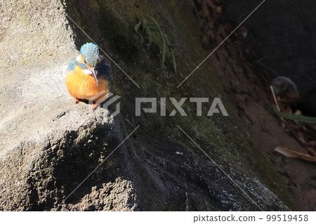Kingfisher by the pond Kingfisher by the pond 99519458