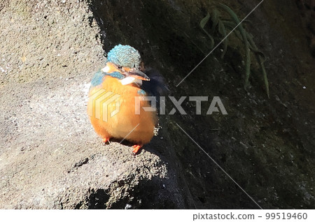Kingfisher by the pond Kingfisher by the pond 99519460