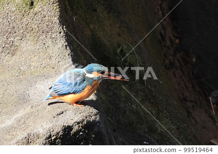 Kingfisher by the pond Kingfisher by the pond 99519464