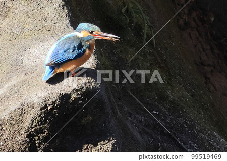 池塘邊的翠鳥 池塘邊的翠鳥 99519469