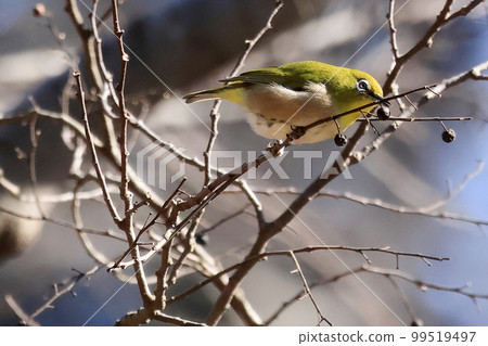 White-eye standing in the park White-eye standing in the park 99519497