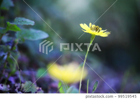 Beautiful green background and yellow flowering plants 99519545