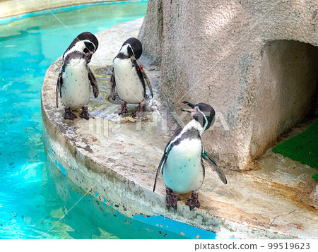 企鵝在水中嬉戲 99519623