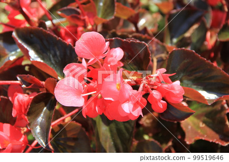 'Begonia Whopper' with red flowers and glossy leaves 'Begonia Whopper' with red flowers and glossy leaves 99519646