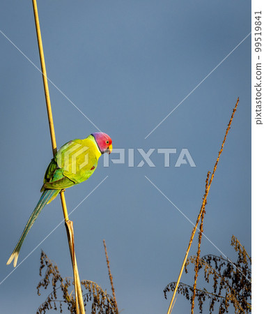 Plum headed parakeet or Psittacula cyanocephala portrait perched during outdoor wildlife safari at forest of central india asia 99519841