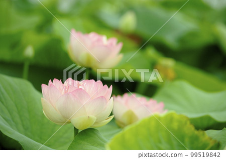 Lotus flowers seen in the countryside 99519842