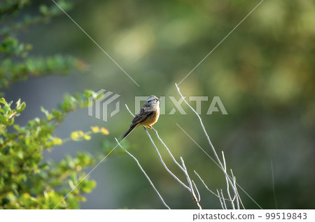 rock bunting or Emberiza cia bird in natural green background in winter season at manila utttarakhand india asia rock bunting or Emberiza cia bird in natural green background in winter season at manila utttarakhand india asia 99519843