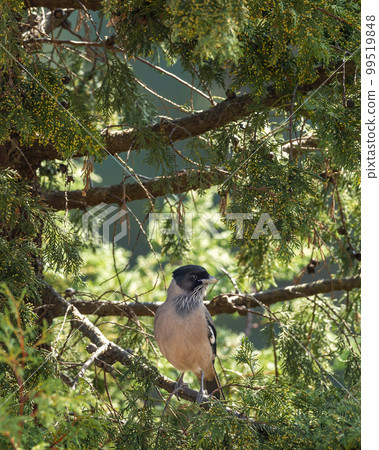 black headed jay or lanceolated jay or Garrulus lanceolatus closeup of bird in natural green background at dhikala jim corbett national park forest uttarakhand india asia 99519848
