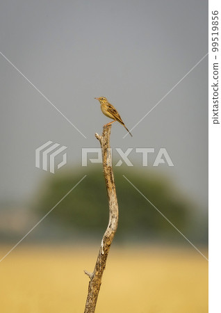 paddyfield pipit or Oriental pipit or Anthus rufulus bird perched at tal chhapar sanctuary churu rajasthan india asia paddyfield pipit or Oriental pipit or Anthus rufulus bird perched at tal chhapar sanctuary churu rajasthan india asia 99519856
