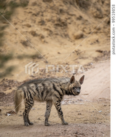 hyaena hyaena or Striped hyena side profile with eye contact on safari track blocking road during outdoor jungle safari in ranthambore national park forest india asia 99519858