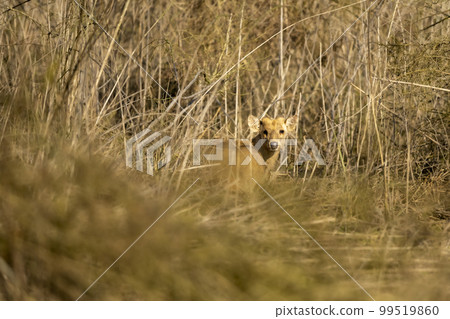 Indian hog deer or Axis porcinus portrait with eye contact at dhikala zone of jim corbett national park or forest uttarakhand india asia 99519860