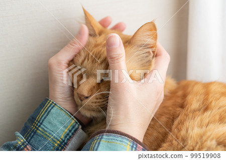 A tea tabby cat stroking a cat A tea tabby cat stroking a cat 99519908
