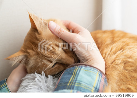 A tea tabby cat stroking a cat A tea tabby cat stroking a cat 99519909
