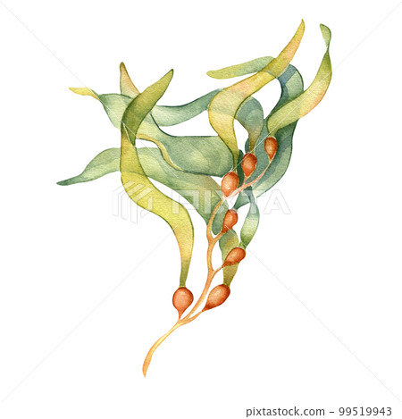 Green sea plant watercolor illustration isolated on white background. 99519943