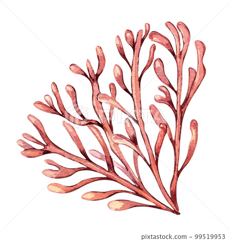 Sea plant watercolor illustration isolated on white background. Sea plant watercolor illustration isolated on white background. 99519953