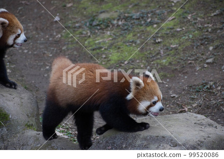 Lesser panda 99520086