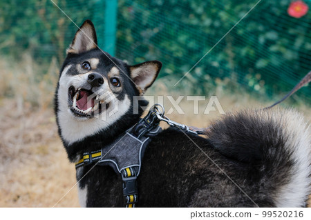 微笑Shiba Inu 微笑Shiba Inu 99520216