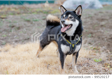 Shiba Inu 有樂趣 Shiba Inu 有樂趣 99520217