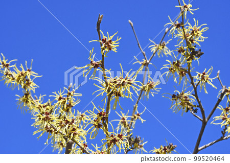 Manxaku (full crop) 99520464