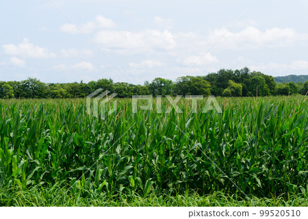 夏天的釧路草原 夏天的釧路草原 99520510