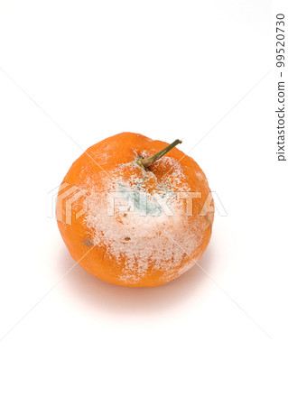 rotten ponkan 99520730