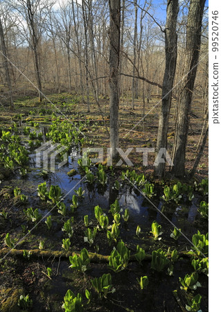 Skunk cabbage at Lake Poroto in Shiraoi, Hokkaido Skunk cabbage at Lake Poroto in Shiraoi, Hokkaido 99520746