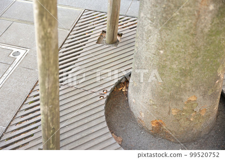 Street trees on the sidewalk, the state of the feet Street trees on the sidewalk, the state of the feet 99520752