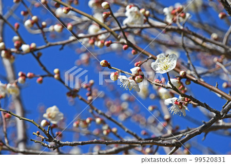White plum 99520831