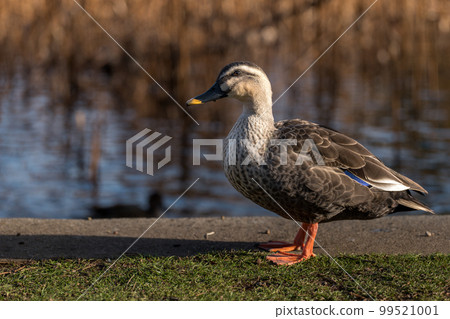 2 月冬季公園裡的一隻雌性野鴨 2 月冬季公園裡的一隻雌性野鴨 99521001
