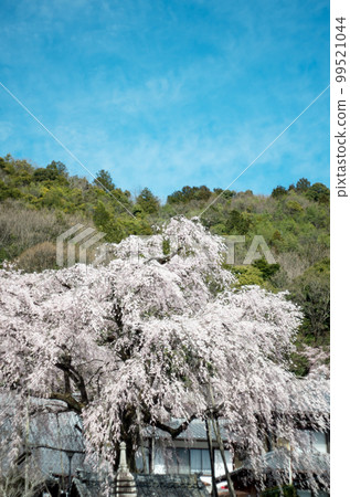 輪陽寺的垂枝櫻花 輪陽寺的垂枝櫻花 99521044