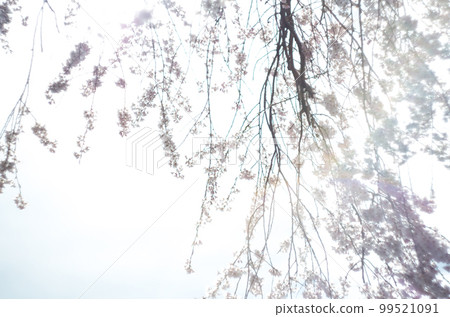 Weeping cherry tree at Rinyoji Temple 99521091