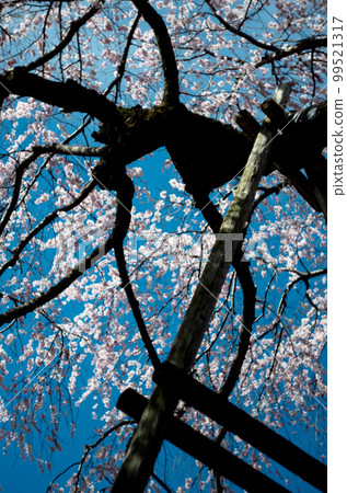 Weeping cherry tree at Rinyoji Temple 99521317