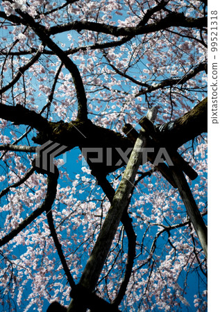 Weeping cherry tree at Rinyoji Temple 99521318