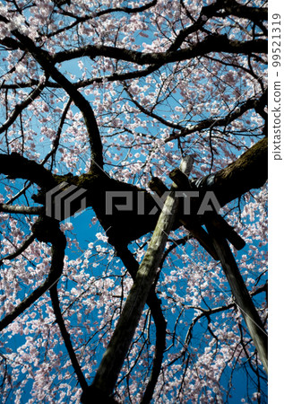 Weeping cherry tree at Rinyoji Temple 99521319