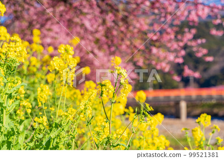 （靜岡縣）河津町，河津櫻花節，河津櫻花盛開 99521381