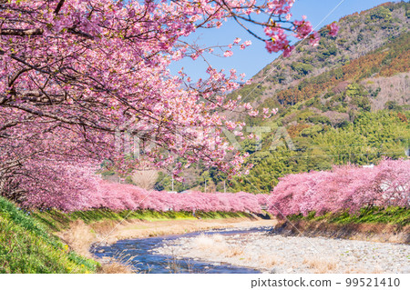 (Shizuoka Prefecture) Kawazu Town, Kawazu Sakura Festival, Kawazu Sakura in full bloom (Shizuoka Prefecture) Kawazu Town, Kawazu Sakura Festival, Kawazu Sakura in full bloom 99521410