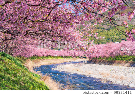 (Shizuoka Prefecture) Kawazu Town, Kawazu Sakura Festival, Kawazu Sakura in full bloom (Shizuoka Prefecture) Kawazu Town, Kawazu Sakura Festival, Kawazu Sakura in full bloom 99521411