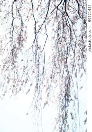 Weeping cherry tree at Rinyoji Temple 99521453